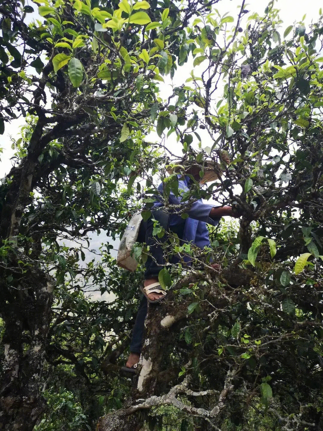 2023年寧洱擺尾箐古樹(shù)春茶品質(zhì)如何？