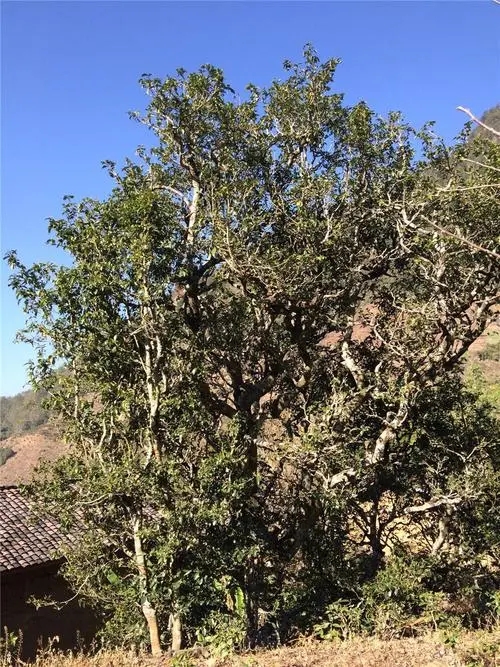 2023年寧洱擺尾箐古樹春茶價(jià)格是多少？