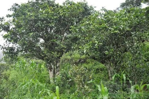 2023年鎮(zhèn)沅老海塘古樹春茶特點(diǎn) 是什么？