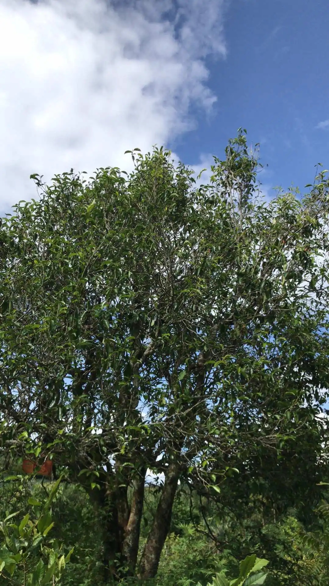 2023年鎮(zhèn)沅老烏山古樹春茶口感怎么樣？