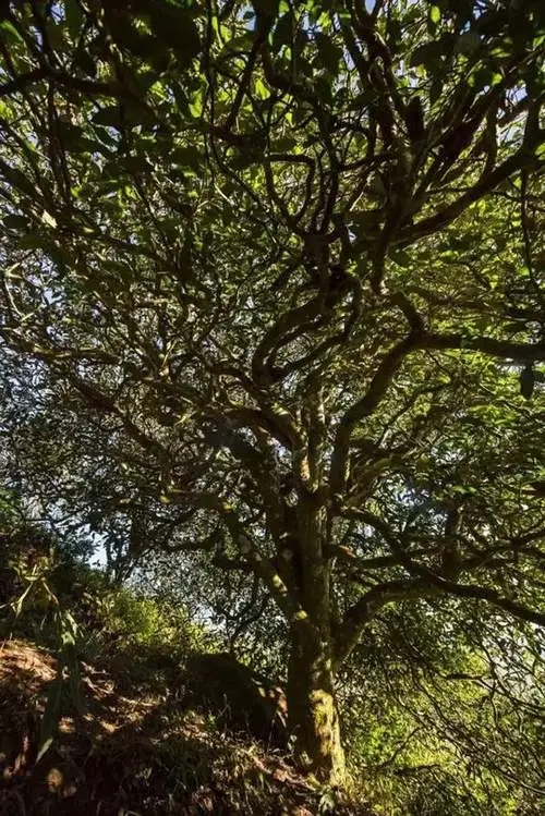 2023年鎮(zhèn)沅老烏山古樹春茶品質(zhì)如何？