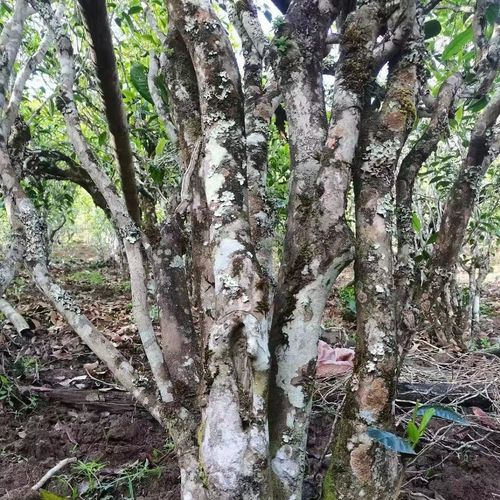 2023年鎮(zhèn)沅老烏山古樹春茶價(jià)格是多少？