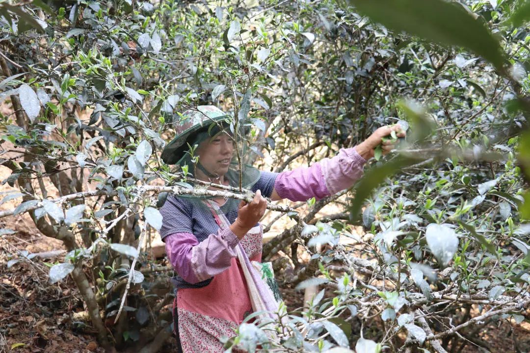 2023年普洱老安寨古樹春茶口感怎么樣？