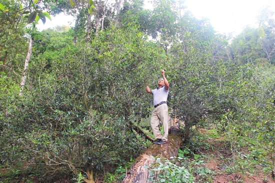 2023年普洱老安寨古樹春茶價(jià)格是多少？