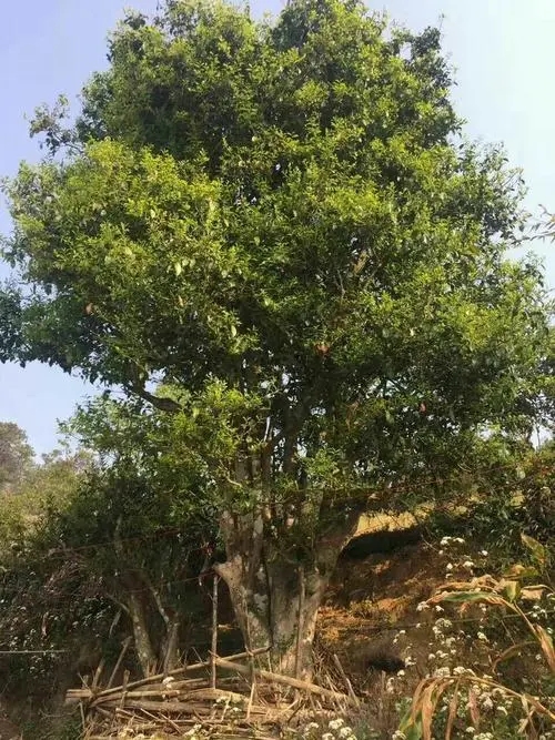 2023年千家寨古樹(shù)春茶特點(diǎn)是什么？