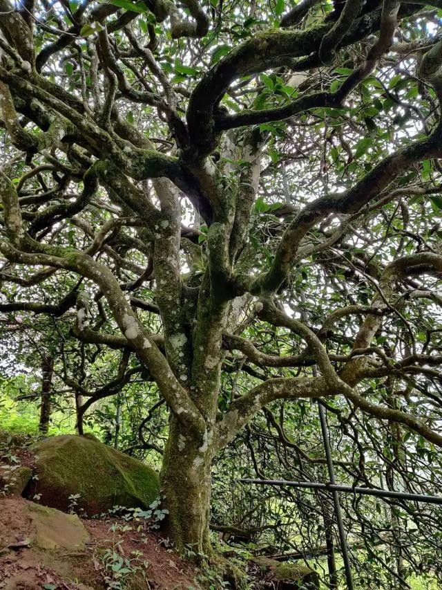 2023年千家寨古樹春茶品質(zhì)如何？