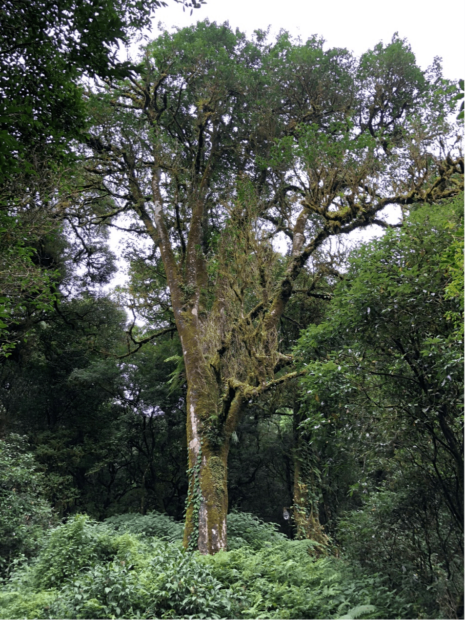 2023年千家寨古樹春茶價(jià)格是多少？