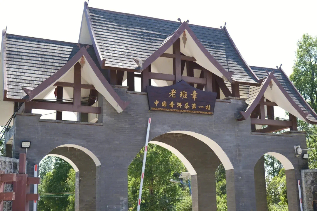 2024年老班章古樹春茶價(jià)格是多少？