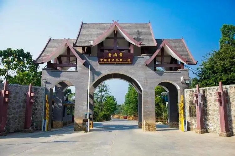 2024年老班章古樹春茶口感是什么？