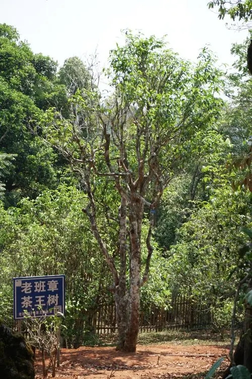 2024年老班章古樹春茶特點(diǎn)是什么？