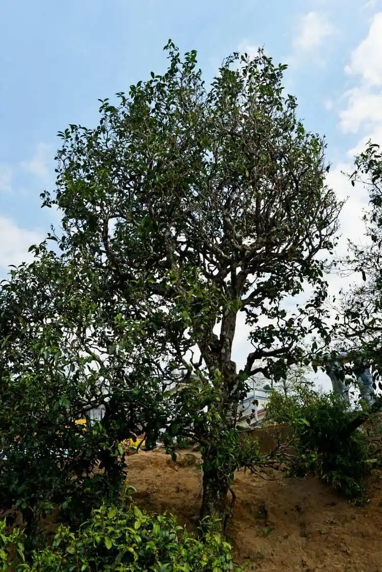 2024年冰島老寨古樹春茶口感是什么？