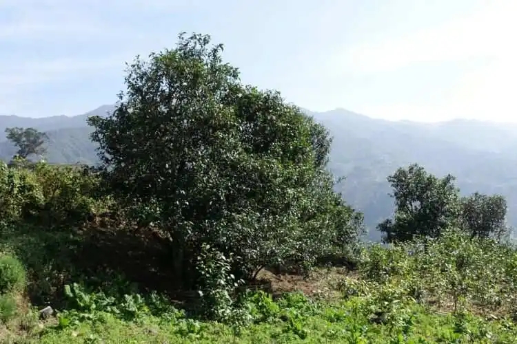 2024年冰島老寨古樹(shù)春茶特點(diǎn)是什么？