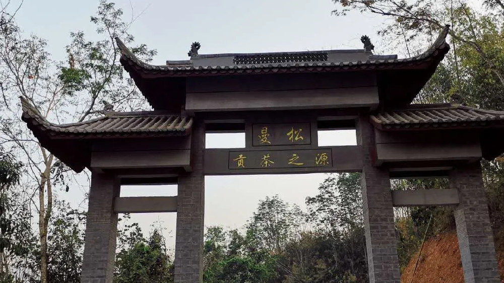 2024年曼松古樹春茶品質(zhì)如何？