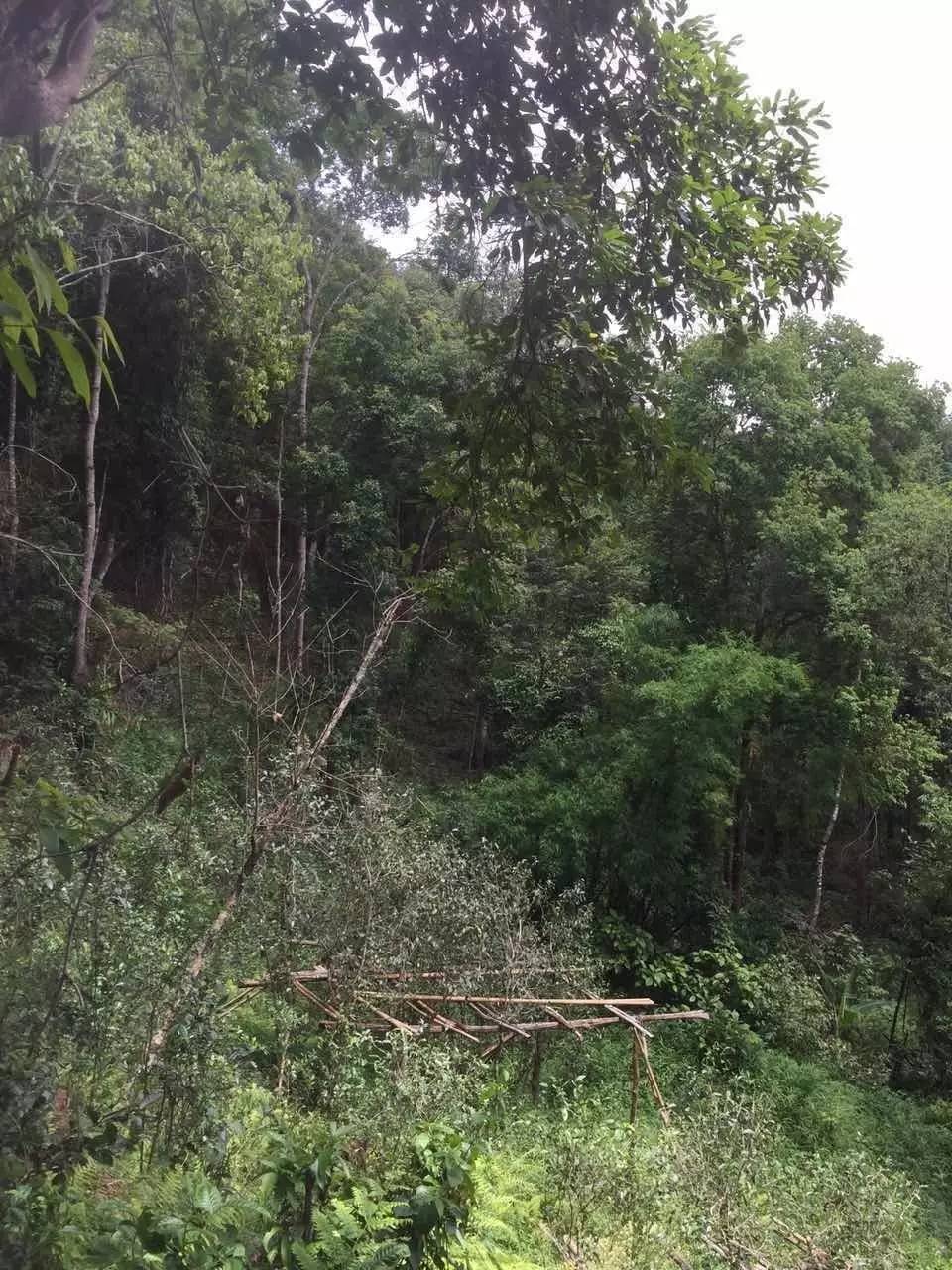 2024年曼松古樹春茶特點(diǎn)是什么？