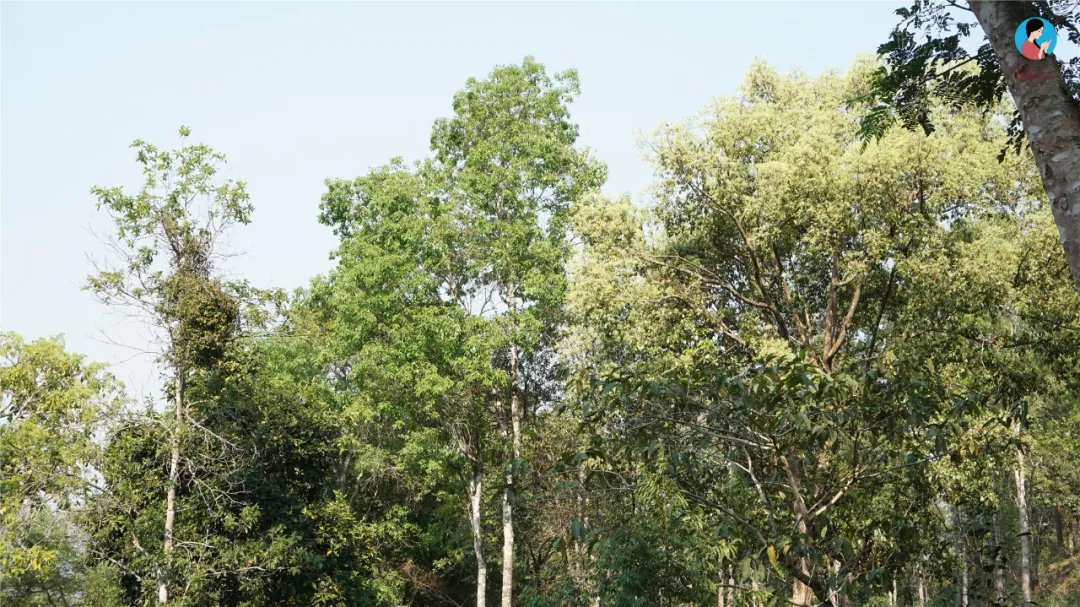 2024年曼松古樹(shù)春茶多少錢一公斤？