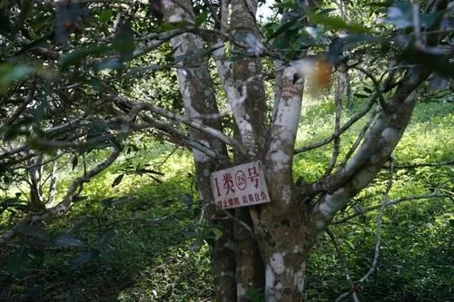 2024年薄荷塘古樹春茶特點(diǎn)是什么？