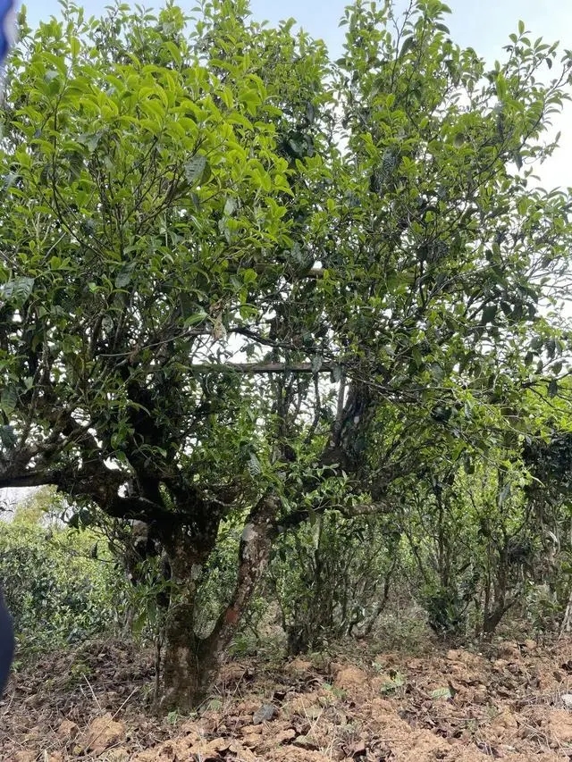 2024年薄荷塘古樹春茶價格是多少?