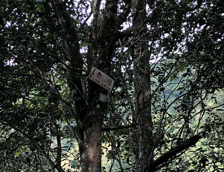 2024年薄荷塘古樹春茶多少錢一公斤？