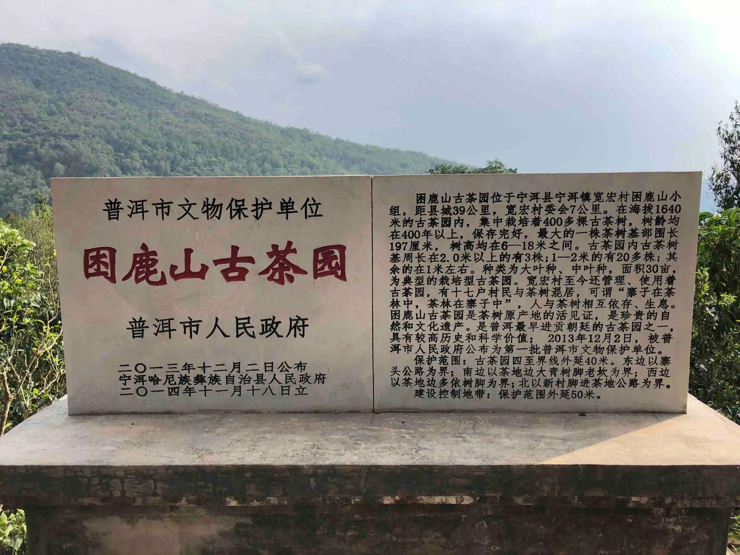 2024年困鹿山古樹春茶品質(zhì)怎么樣？