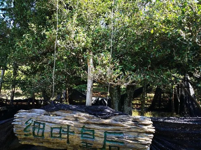 2024年困鹿山古樹(shù)春茶口感如何？