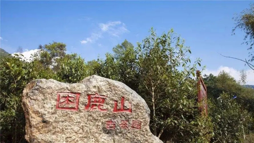 2024年困鹿山古樹春茶特點(diǎn)是什么？