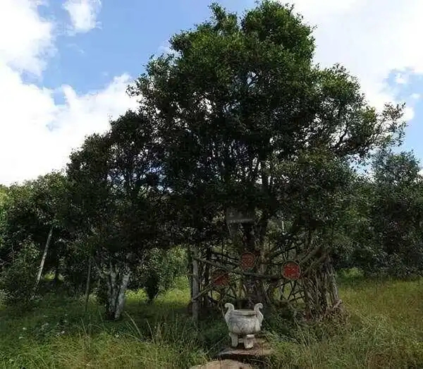 2024年困鹿山古樹(shù)春茶價(jià)格是多少？