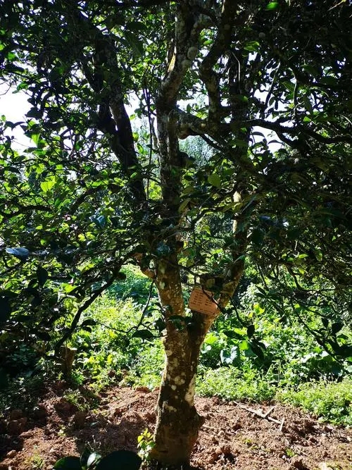 2024年困鹿山古樹春茶多少錢一公斤？