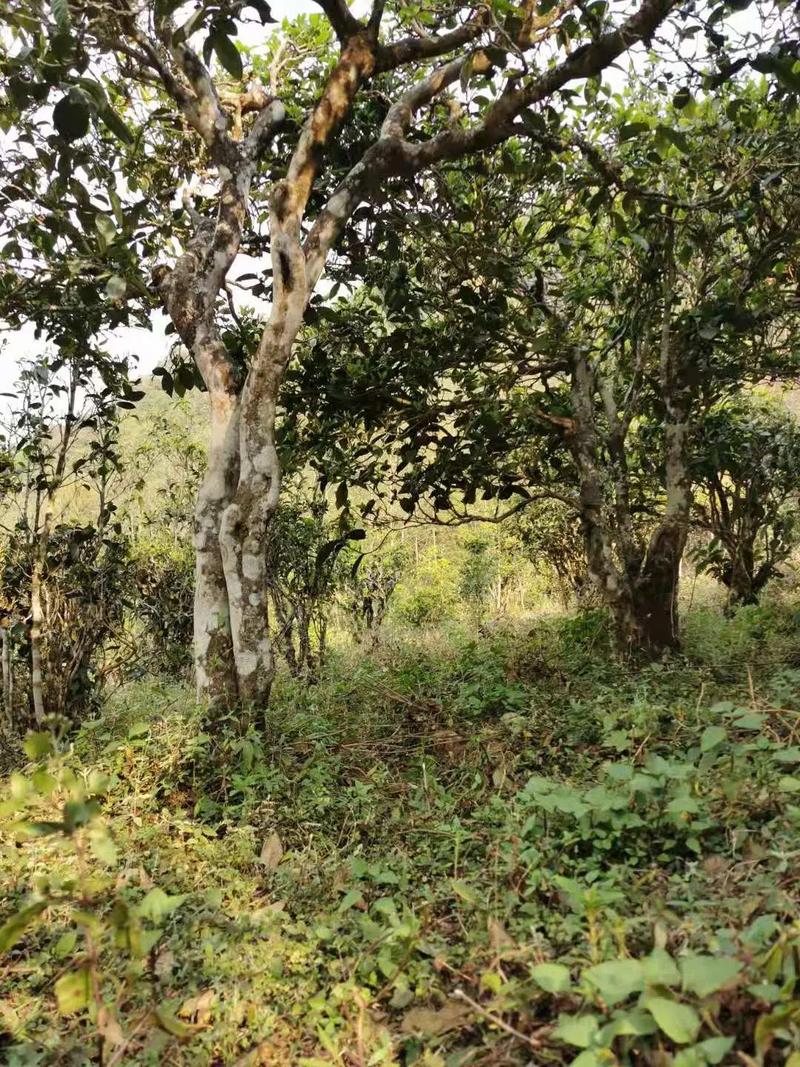 2024年迷帝古樹(shù)春茶品質(zhì)怎么樣？