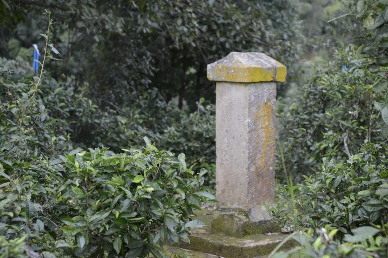 2024年迷帝古樹(shù)春茶價(jià)格是多少？