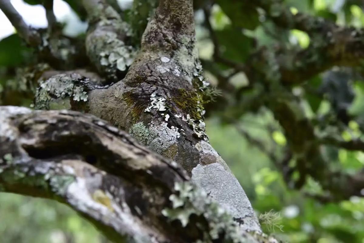 2024年迷帝古樹(shù)春茶多少錢(qián)一公斤？