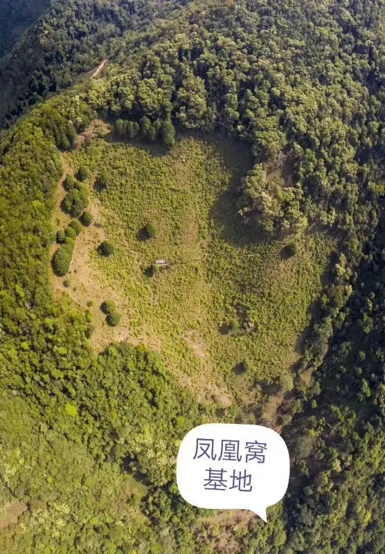 2024年墨江鳳凰窩古樹(shù)春茶口感如何？