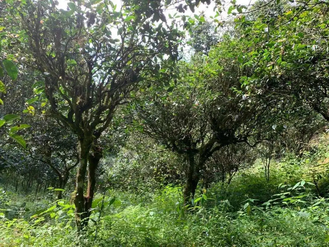 2024年墨江鳳凰窩古樹(shù)春茶品質(zhì)怎么樣？