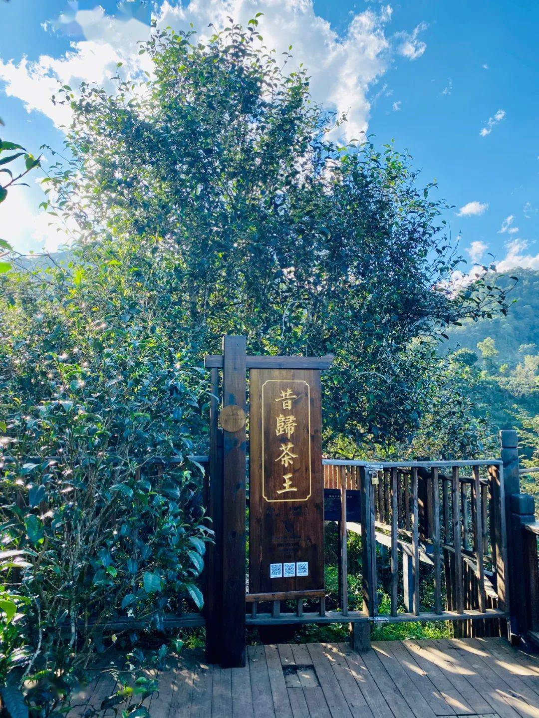 2024年昔歸古樹(shù)春茶品質(zhì)如何？