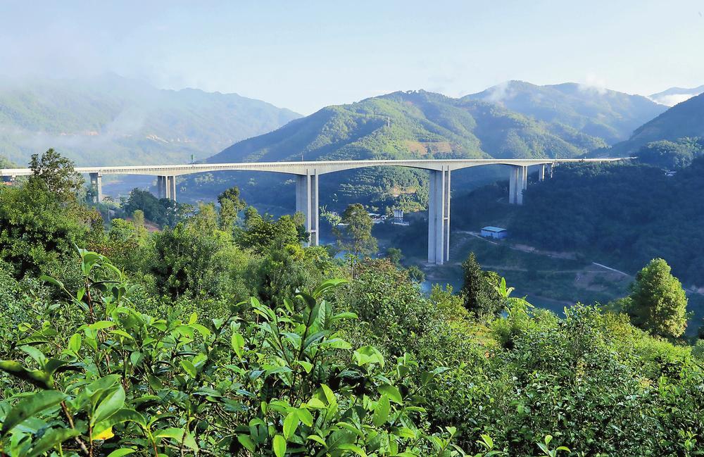 2024年昔歸古樹(shù)春茶品質(zhì)如何？