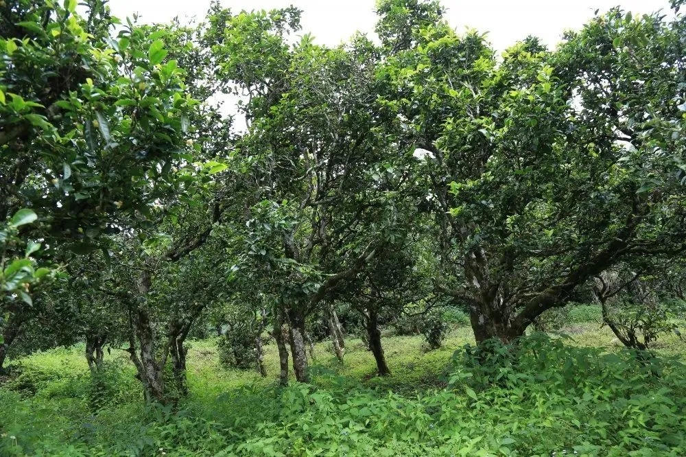 2024年昔歸古樹(shù)春茶價(jià)格是多少？