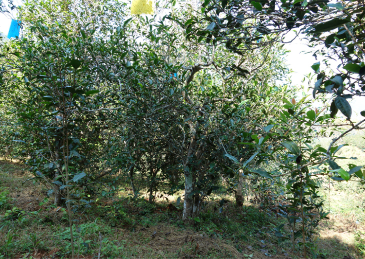 2024年昔歸古樹(shù)春茶多少錢(qián)一公斤？