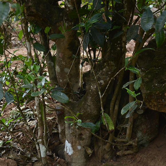 2024年磨烈古樹(shù)春茶口感怎么樣？