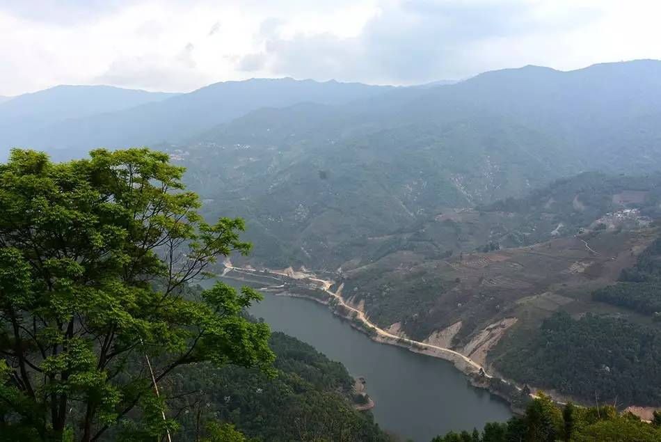 2024年磨烈古樹春茶多少錢一公斤？