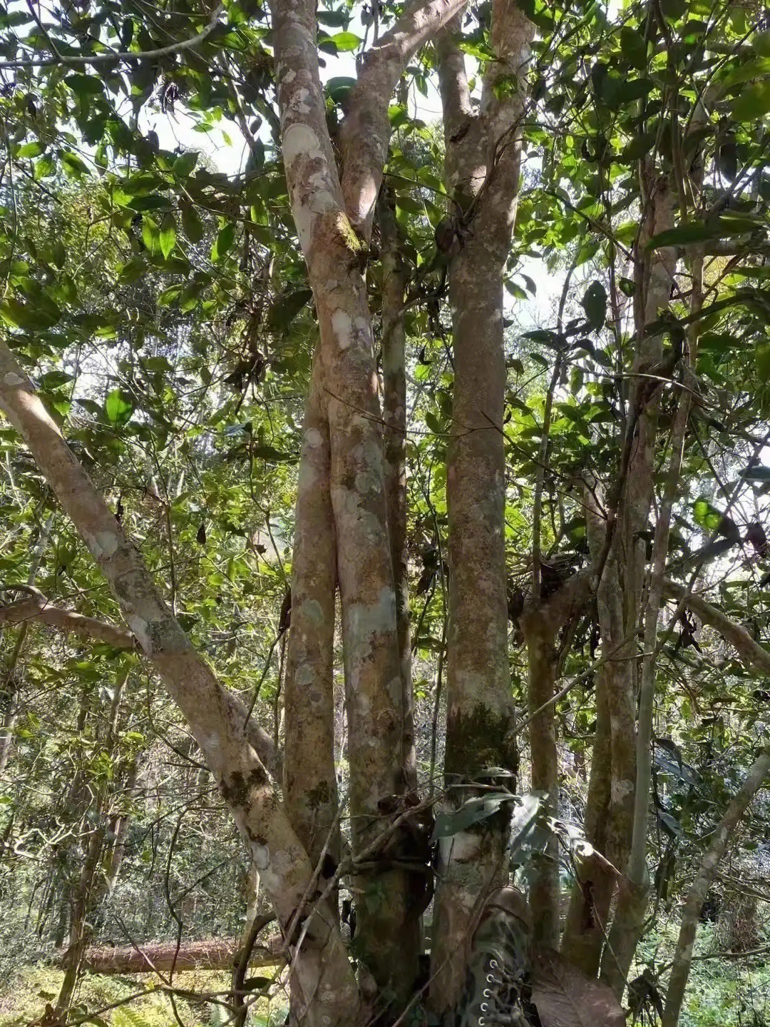 【薄荷塘】普洱茶為什么叫高桿茶？