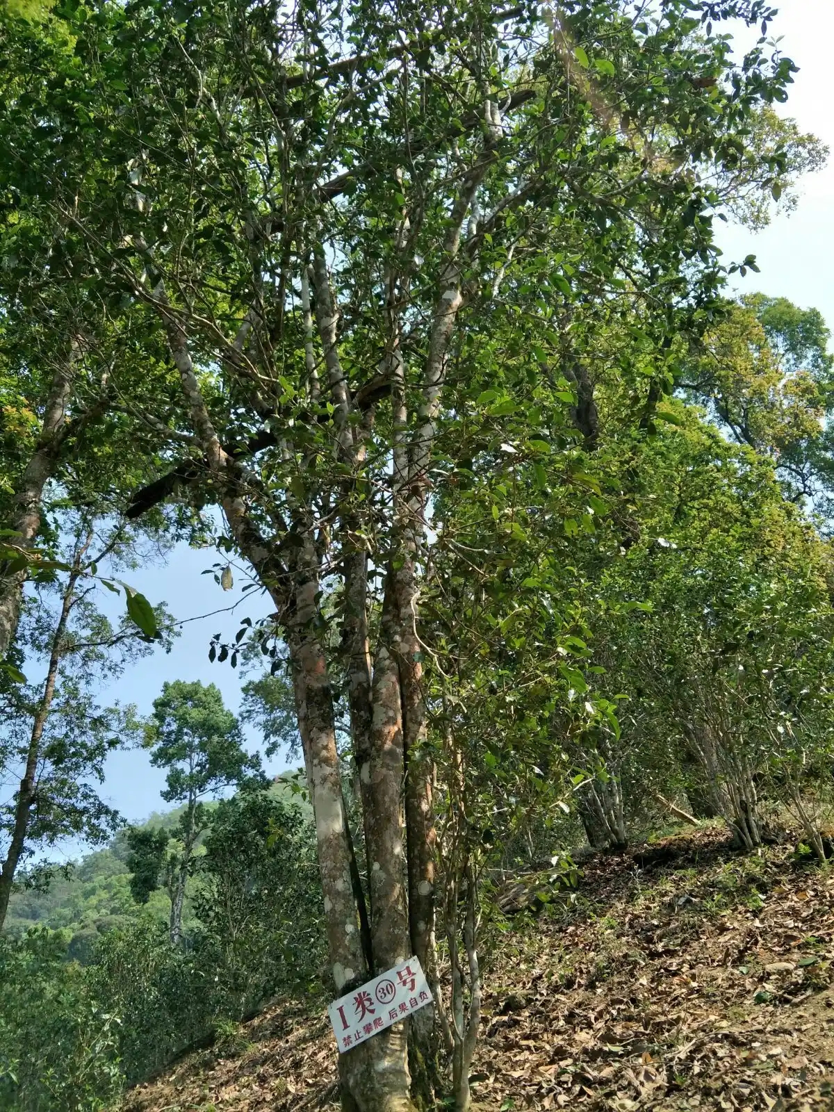 野境王者、普洱巔峰！薄荷塘成為普洱無(wú)冕之王的十大原因