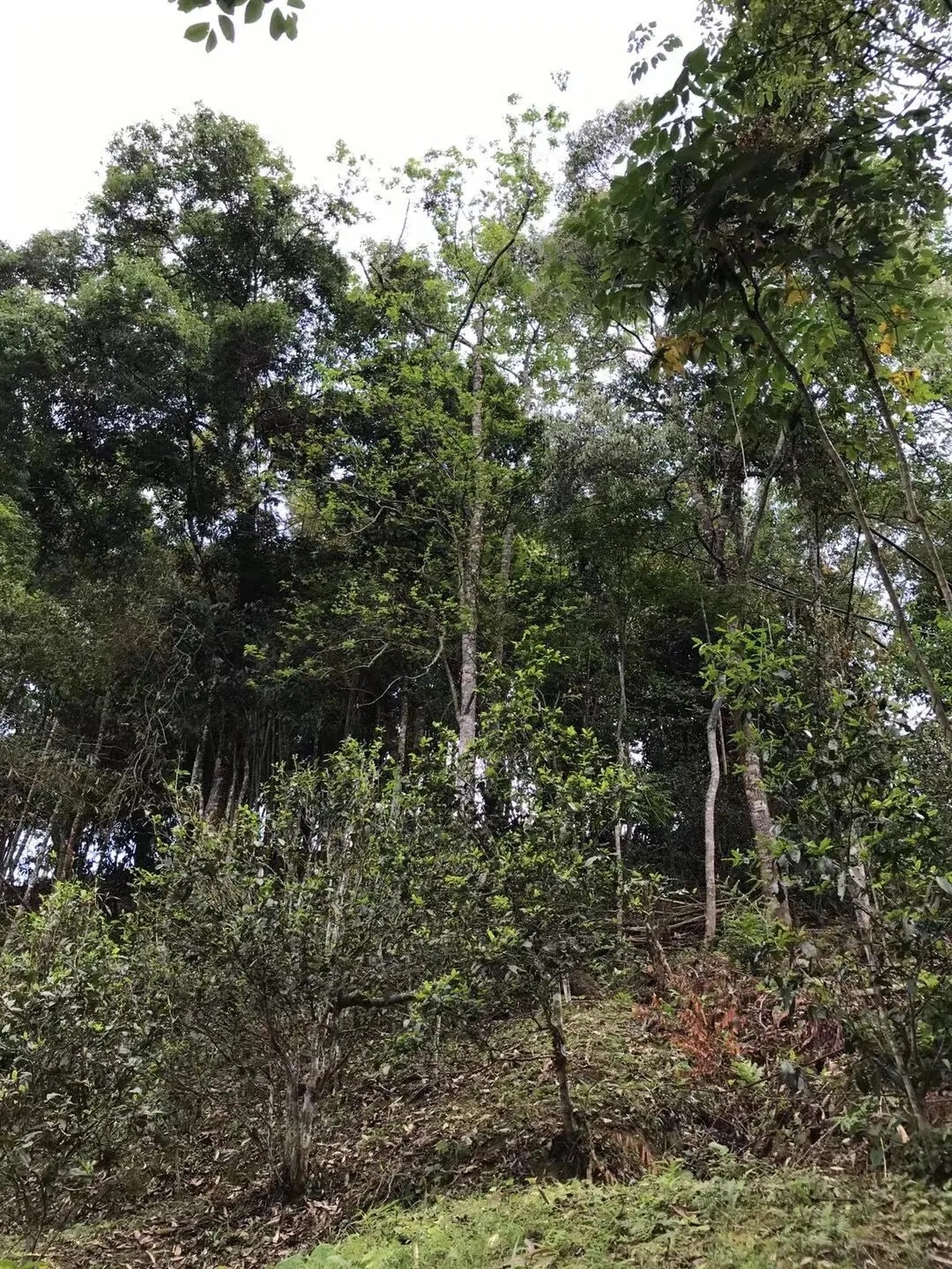 2025年易武古樹(shù)春茶口感如何？