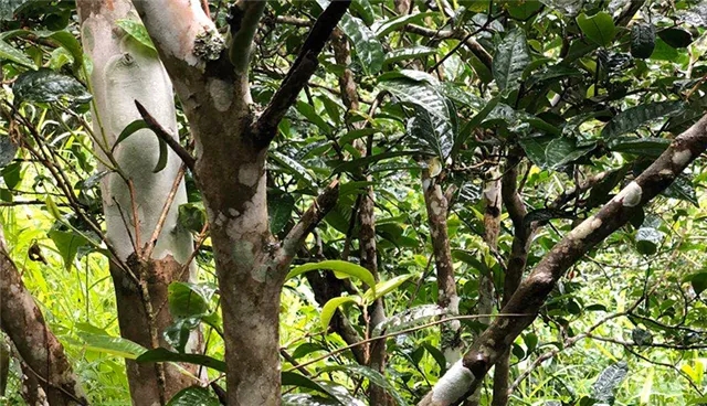 2025年易武古樹春茶品質(zhì)怎么樣？