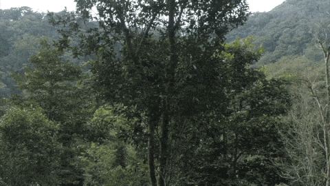 2025年易武古樹(shù)春茶價(jià)格是多少？