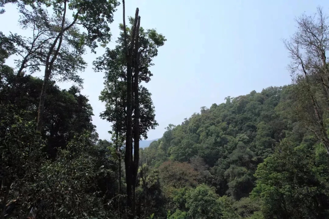 2025年易武古樹(shù)春茶多少錢(qián)一公斤？