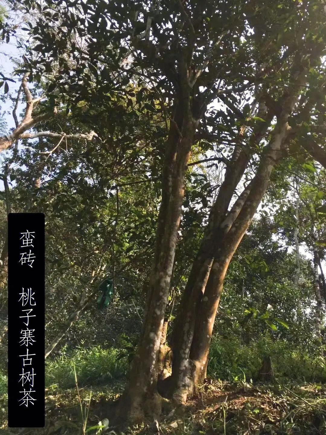 2025年蠻磚古樹(shù)春茶口感怎么樣？