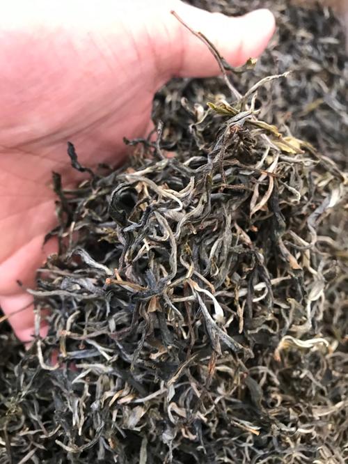 倚邦 | 兩朝貢茶，六山香魁