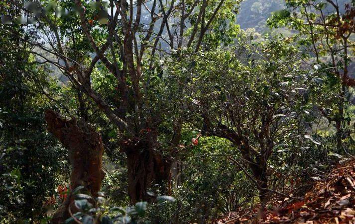 先有莽枝牛滾塘，之后才有普洱府